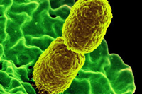 Could clay help attack superbugs?
